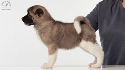 Puppy № 24 Flame Strider in Diversity