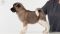 Puppy № 24 Flame Strider in Diversity