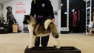 Puppy № 27 Finesse Strider in Diversity