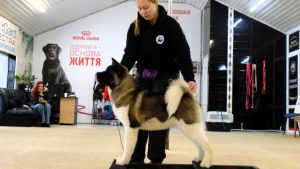 Puppy № 28 Furiosa Strider in Diversity