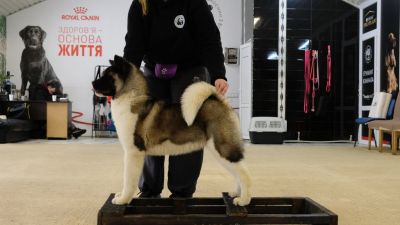 Цуценя № 27 Finesse Strider in Diversity