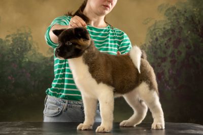 Цуценя № 17 August Strider in Diversity