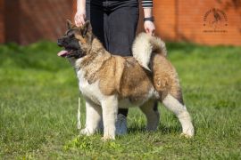Цуценя № 12 Cruella Strider in Diversity