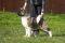 Puppy № 13 Calvin Strider in Diversity