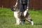 Puppy № 13 Calvin Strider in Diversity