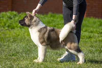 Puppy № 13 Calvin Strider in Diversity