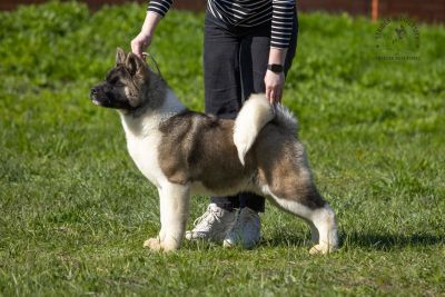 Puppy № 13 Calvin Strider in Diversity