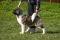 Puppy № 13 Calvin Strider in Diversity