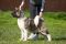 Puppy № 13 Calvin Strider in Diversity