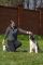 Puppy № 13 Calvin Strider in Diversity