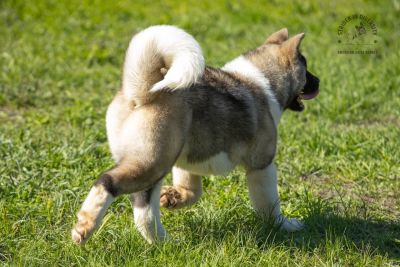 Puppy № 13 Calvin Strider in Diversity