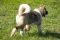 Puppy № 13 Calvin Strider in Diversity