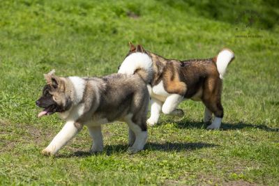 Puppy № 13 Calvin Strider in Diversity
