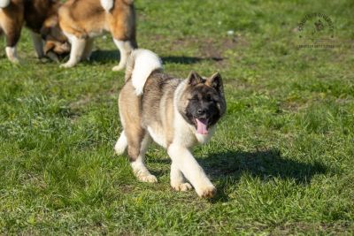 Puppy № 13 Calvin Strider in Diversity