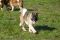 Puppy № 13 Calvin Strider in Diversity