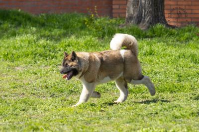 Цуценя № 12 Cruella Strider in Diversity
