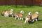 Puppy № 13 Calvin Strider in Diversity