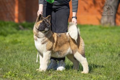 Цуценя № 12 Cruella Strider in Diversity