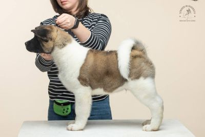 Цуценя № 7 Baloo Strider in Diversity