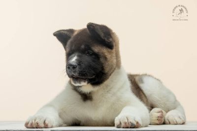 Цуценя № 7 Baloo Strider in Diversity
