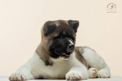 Цуценя № 7 Baloo Strider in Diversity