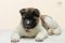 Цуценя № 7 Baloo Strider in Diversity