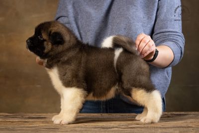 Цуценя № 12 Cruella Strider in Diversity