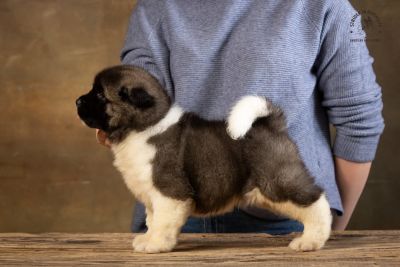 Puppy № 13 Calvin Strider in Diversity