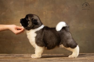 Puppy № 13 Calvin Strider in Diversity