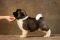Puppy № 13 Calvin Strider in Diversity