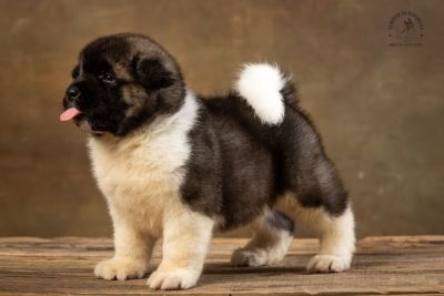Puppy № 13 Calvin Strider in Diversity