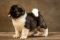 Puppy № 13 Calvin Strider in Diversity