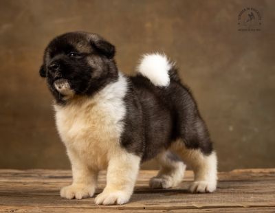 Puppy № 13 Calvin Strider in Diversity