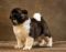 Puppy № 13 Calvin Strider in Diversity