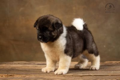 Puppy № 13 Calvin Strider in Diversity