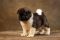 Puppy № 13 Calvin Strider in Diversity
