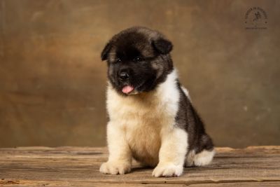 Puppy № 13 Calvin Strider in Diversity