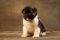 Puppy № 13 Calvin Strider in Diversity