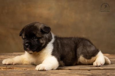 Puppy № 13 Calvin Strider in Diversity