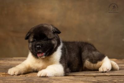 Puppy № 13 Calvin Strider in Diversity
