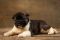 Puppy № 13 Calvin Strider in Diversity