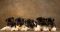Puppy № 13 Calvin Strider in Diversity