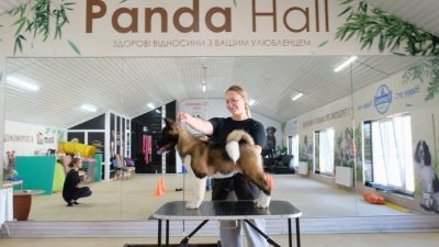 Цуценя № 19 Elton Strider in Diversity