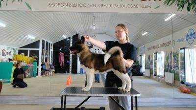 Цуценя № 19 Elton Strider in Diversity