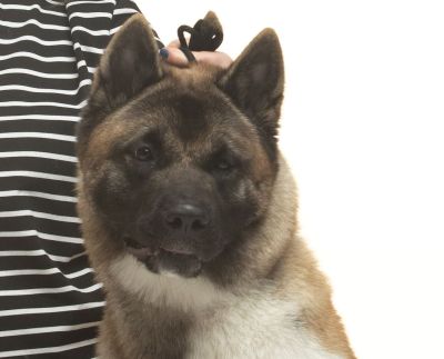 Ruthdales Tantrums'n Tiara