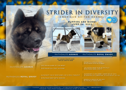 Цуценя № 4 Debora Strider in Diversity